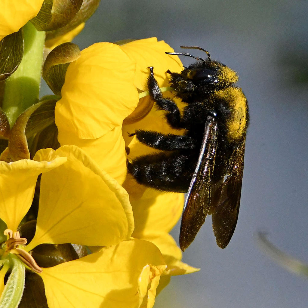 Bee3.jpg