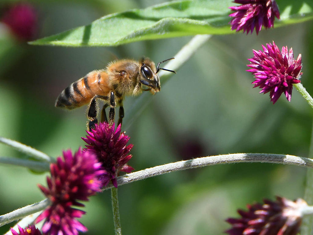 Bee3.jpg