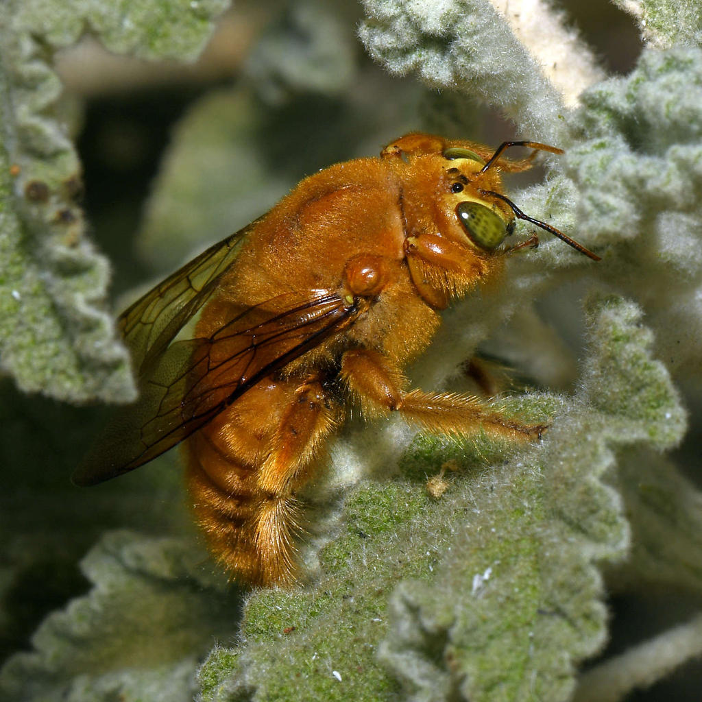 Bee3.jpg