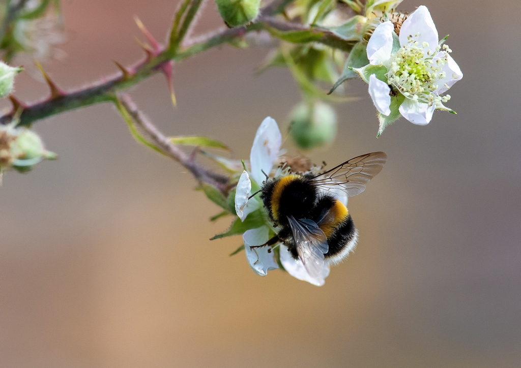 Bee3.jpg