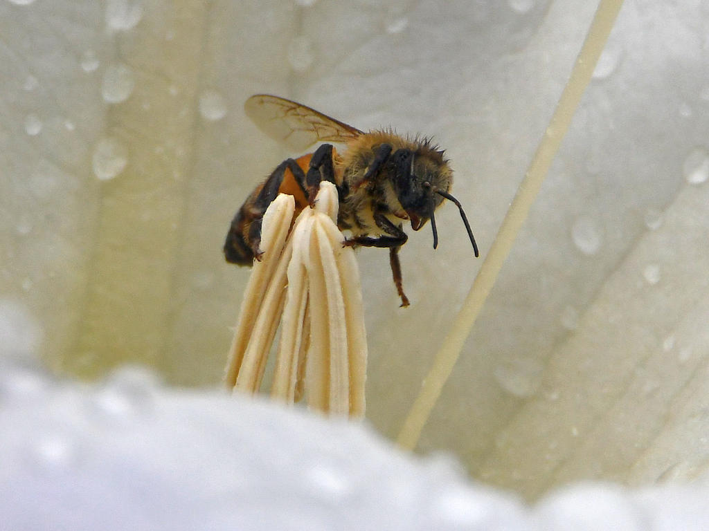 Bee3.jpg