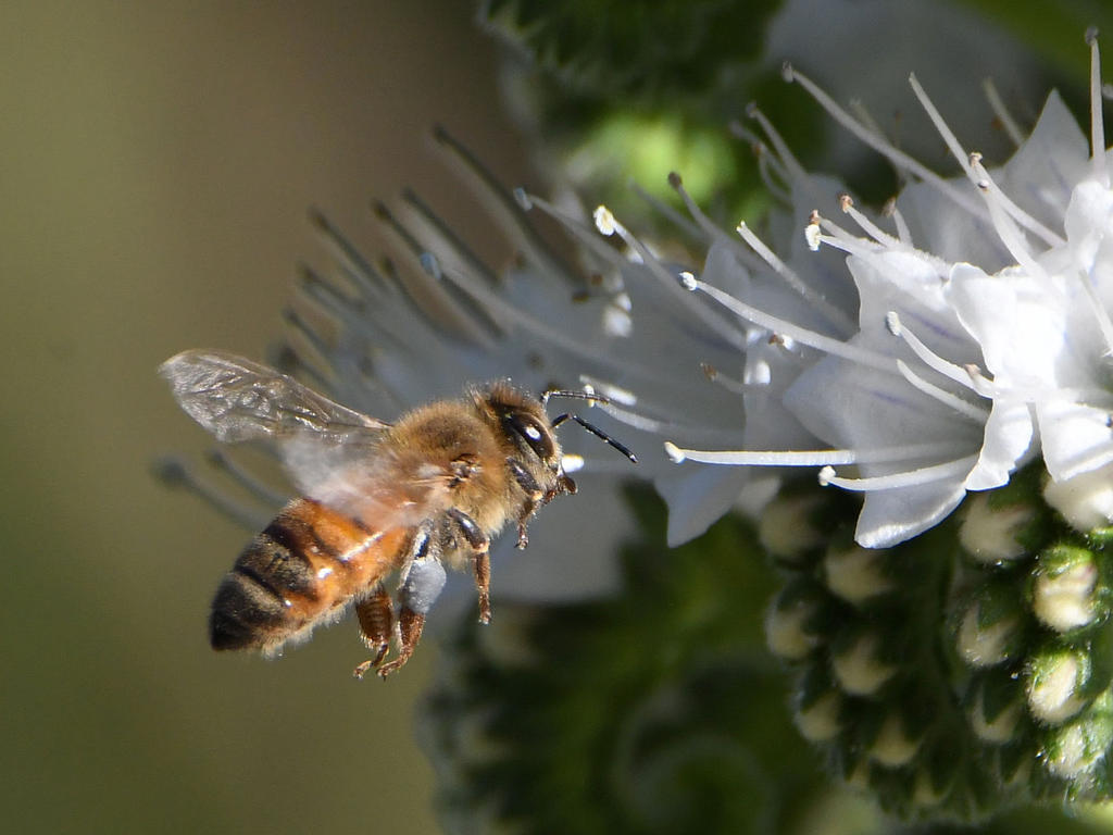 Bee3.jpg