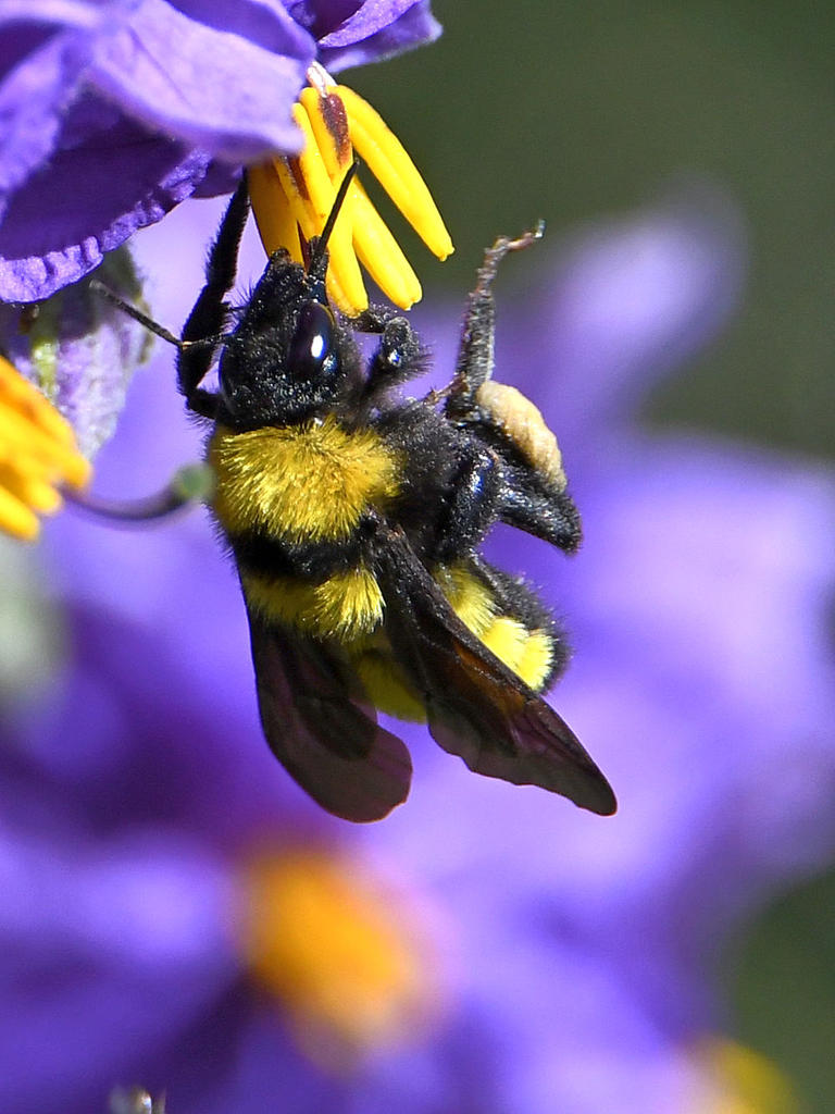 Bee3.jpg