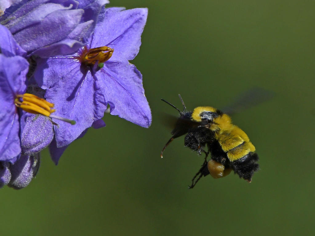 Bee3.jpg