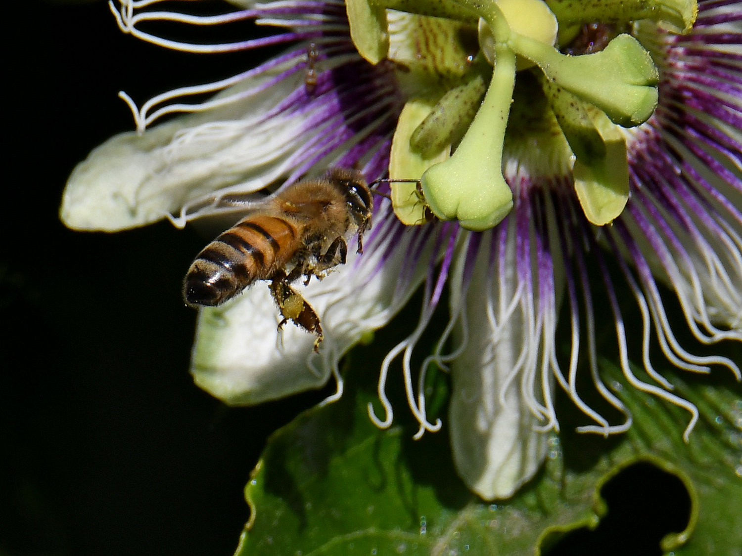 Bee3.jpg