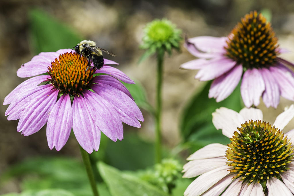Bee3.jpg