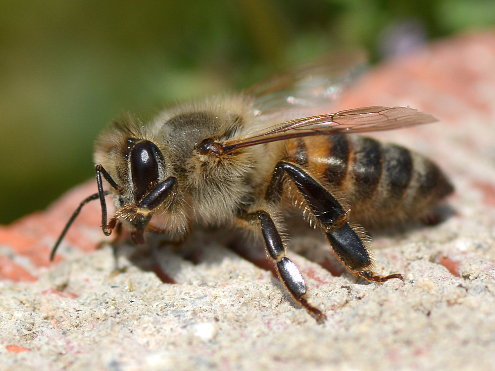 Bee3.jpg