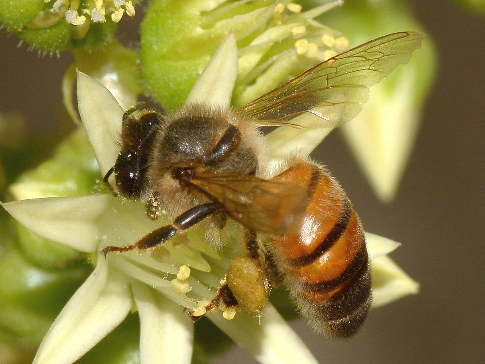 Bee3.jpg