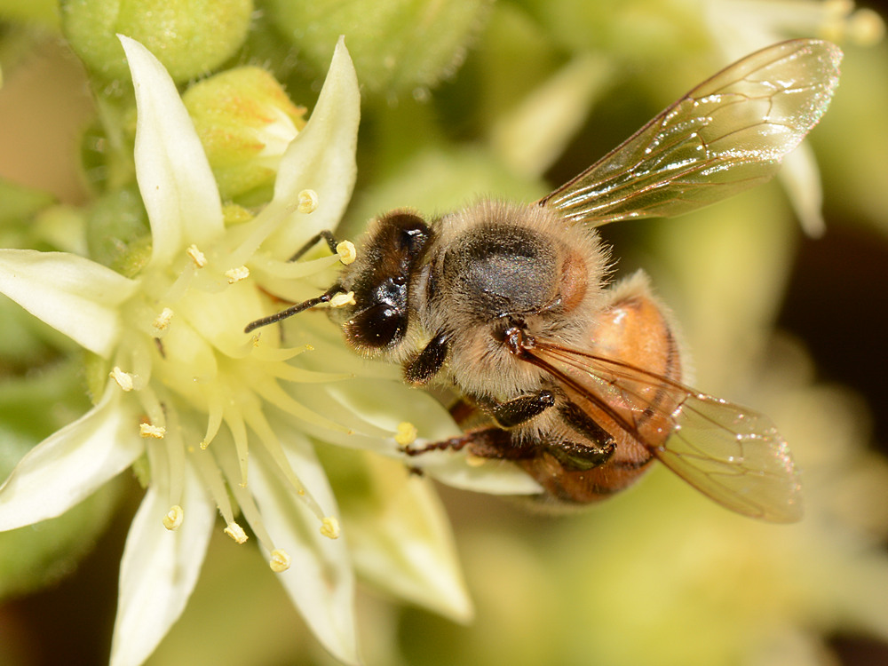 Bee3.jpg