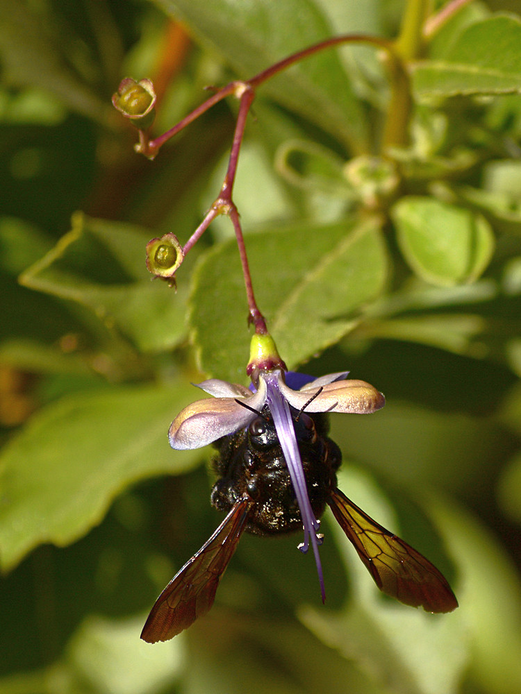 Bee3.jpg