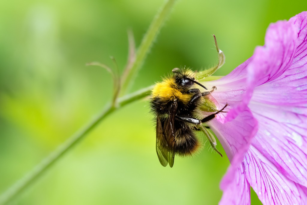 Bee3jpeg.jpg
