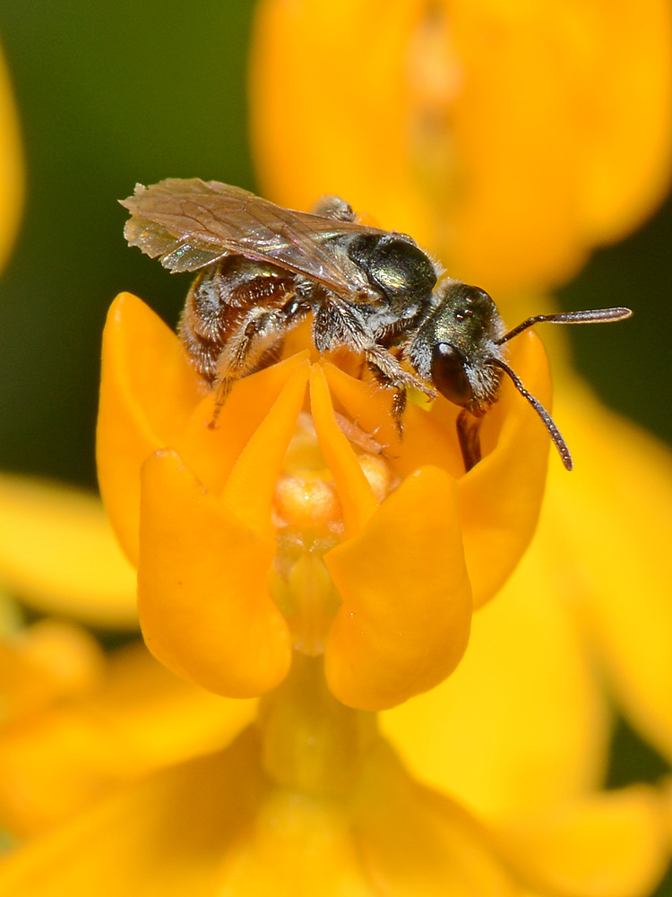 Bee4.jpg
