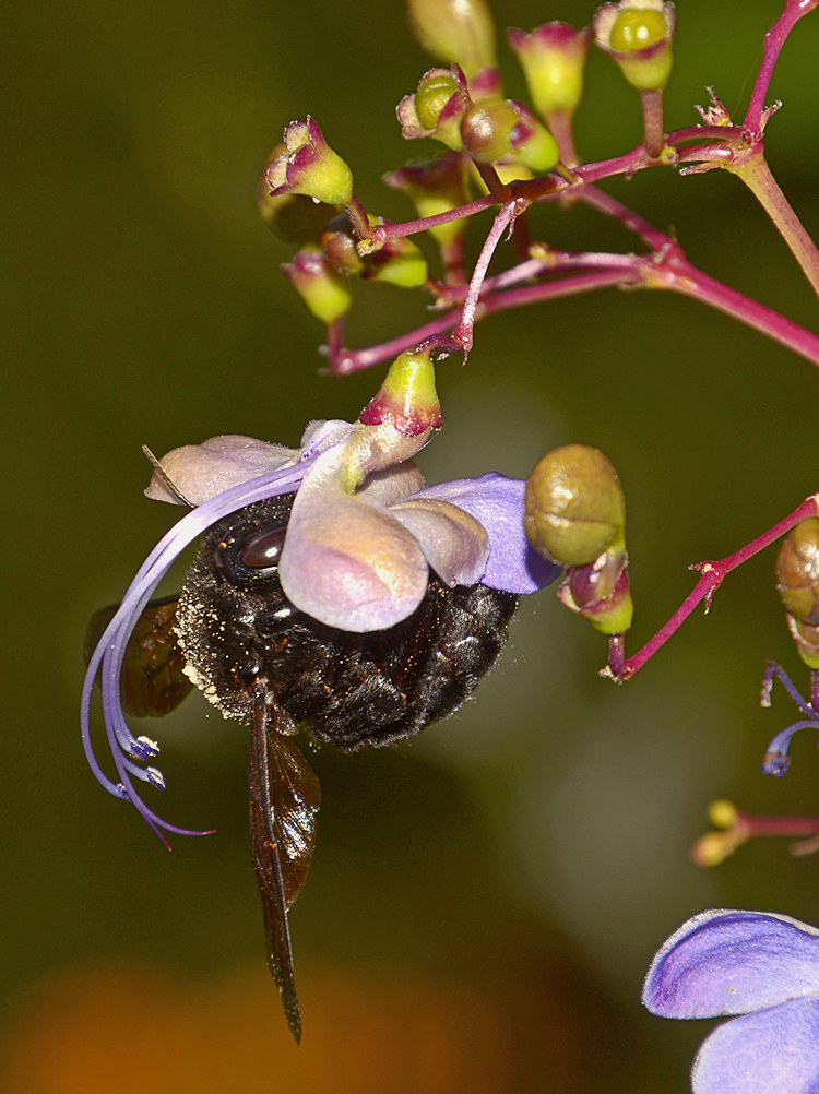Bee4.jpg
