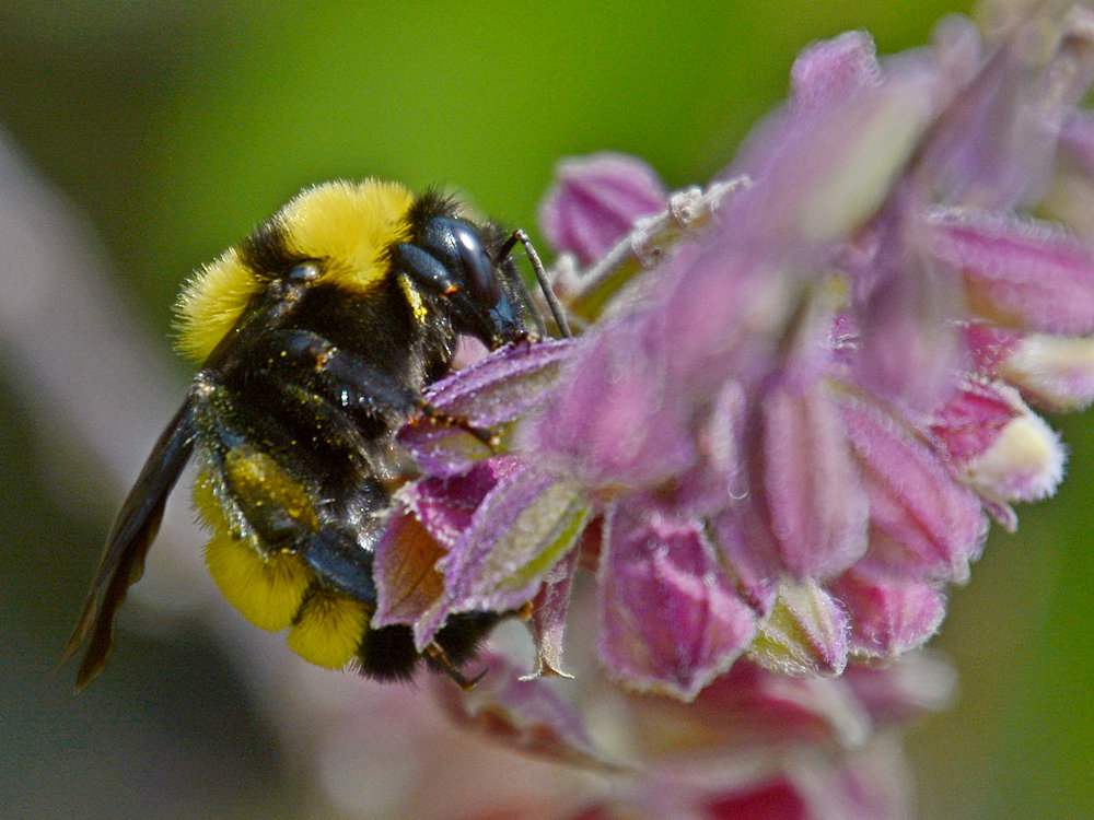 Bee4.jpg