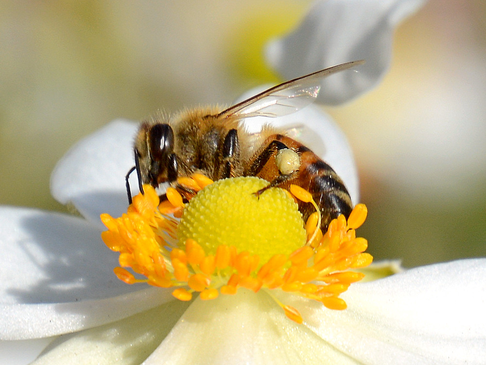 Bee4.jpg