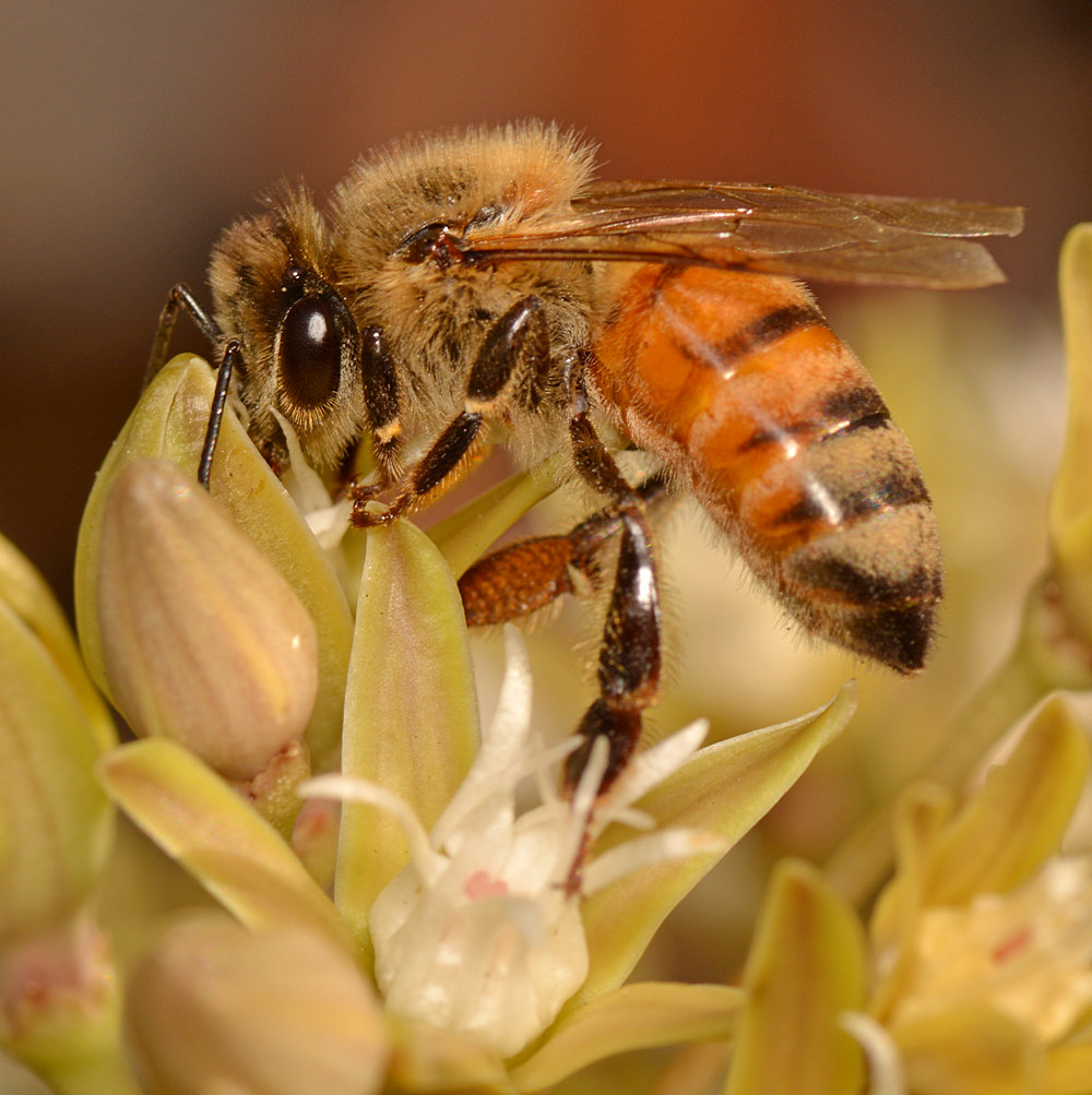 Bee4.jpg