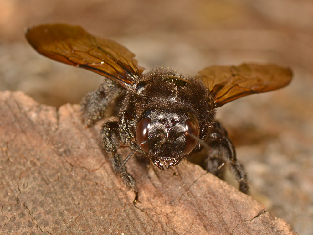 Bee4.jpg