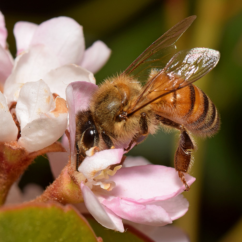 Bee4.jpg