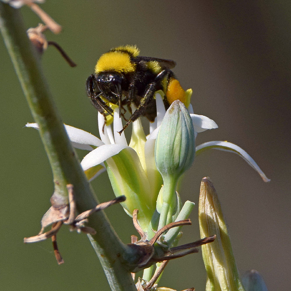 Bee4.jpg