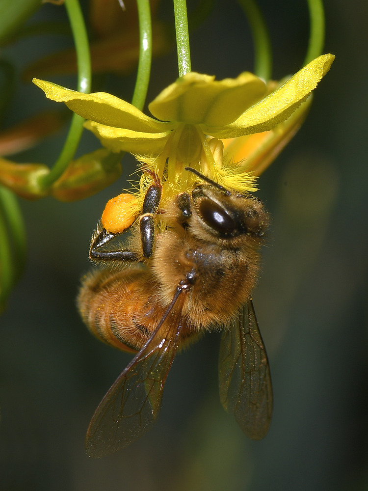 Bee4.jpg
