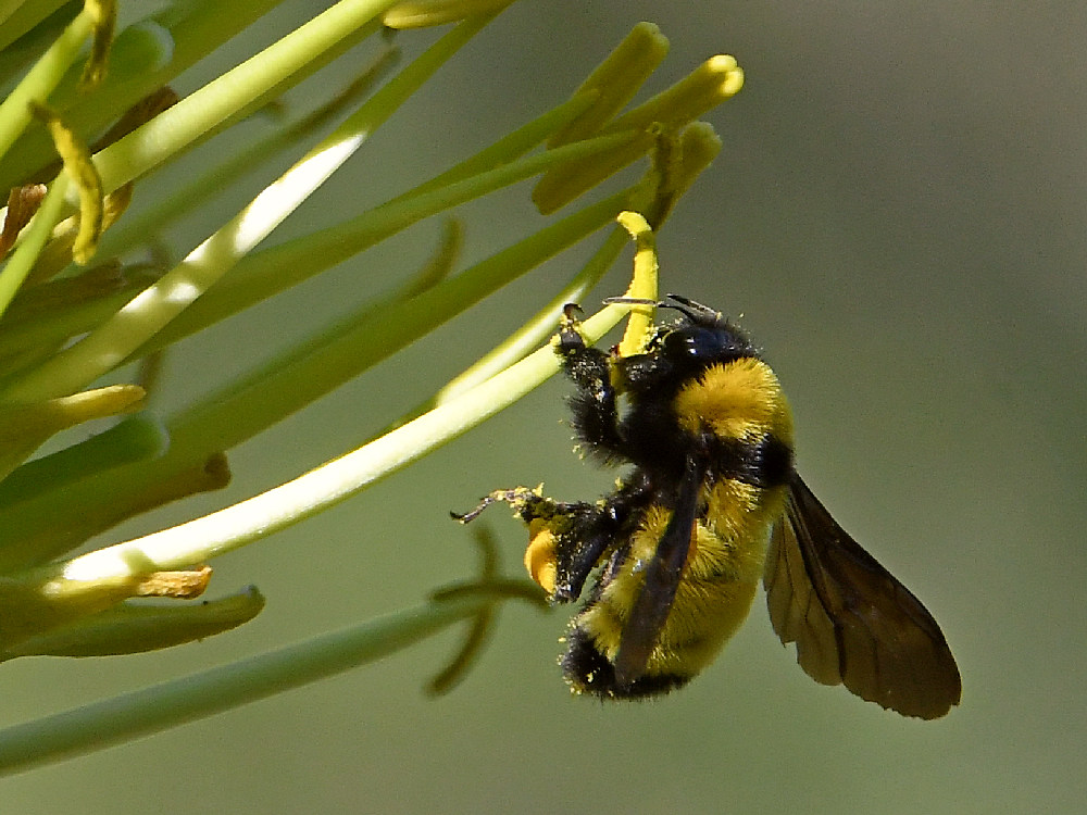 Bee4.jpg