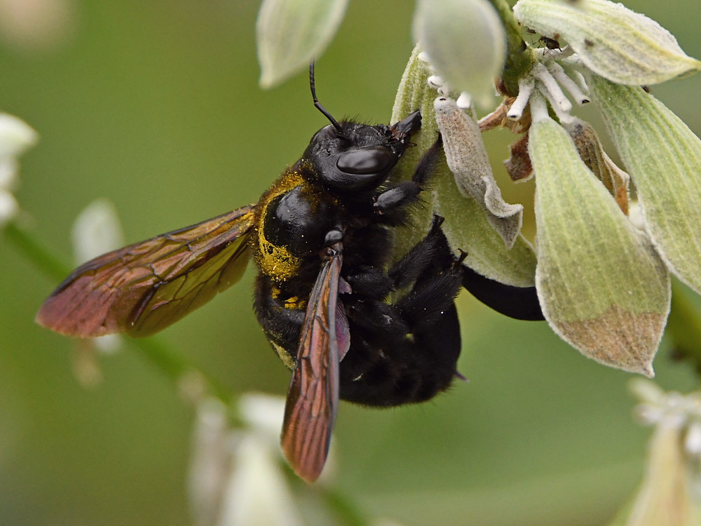 Bee4.jpg