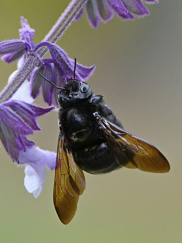 Bee4.jpg