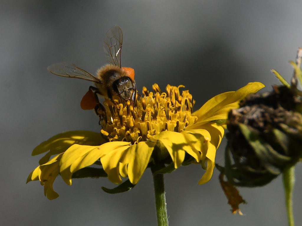 Bee4.jpg
