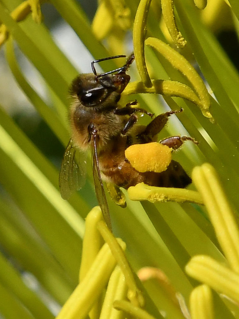 Bee4.jpg