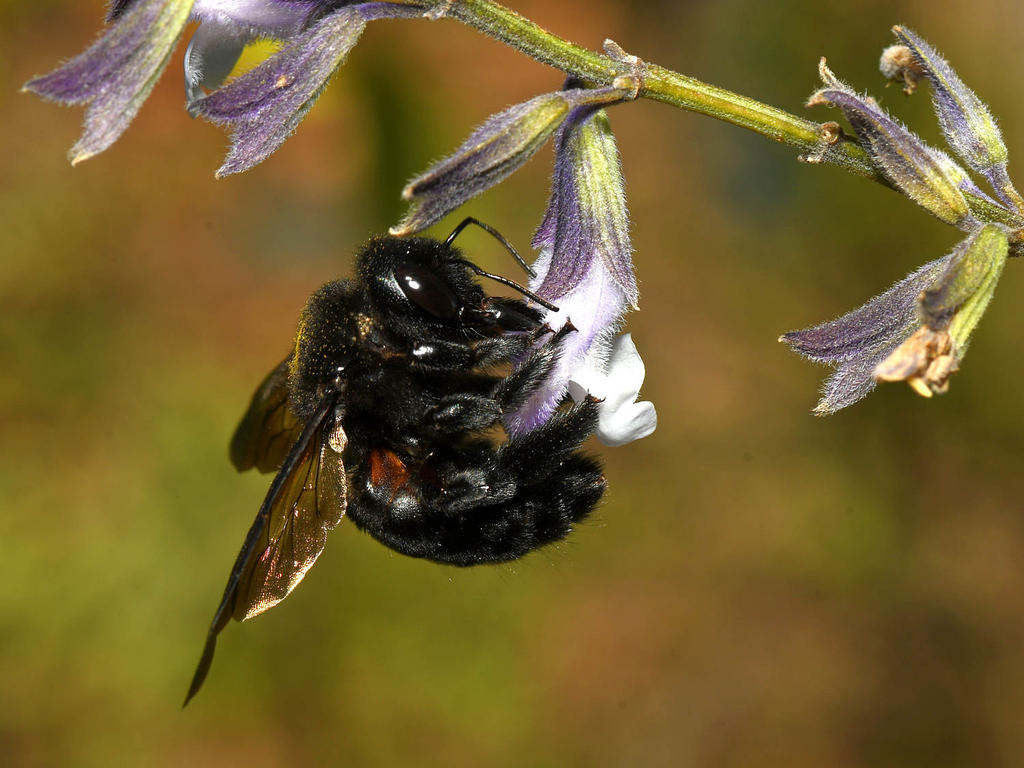 Bee4.jpg