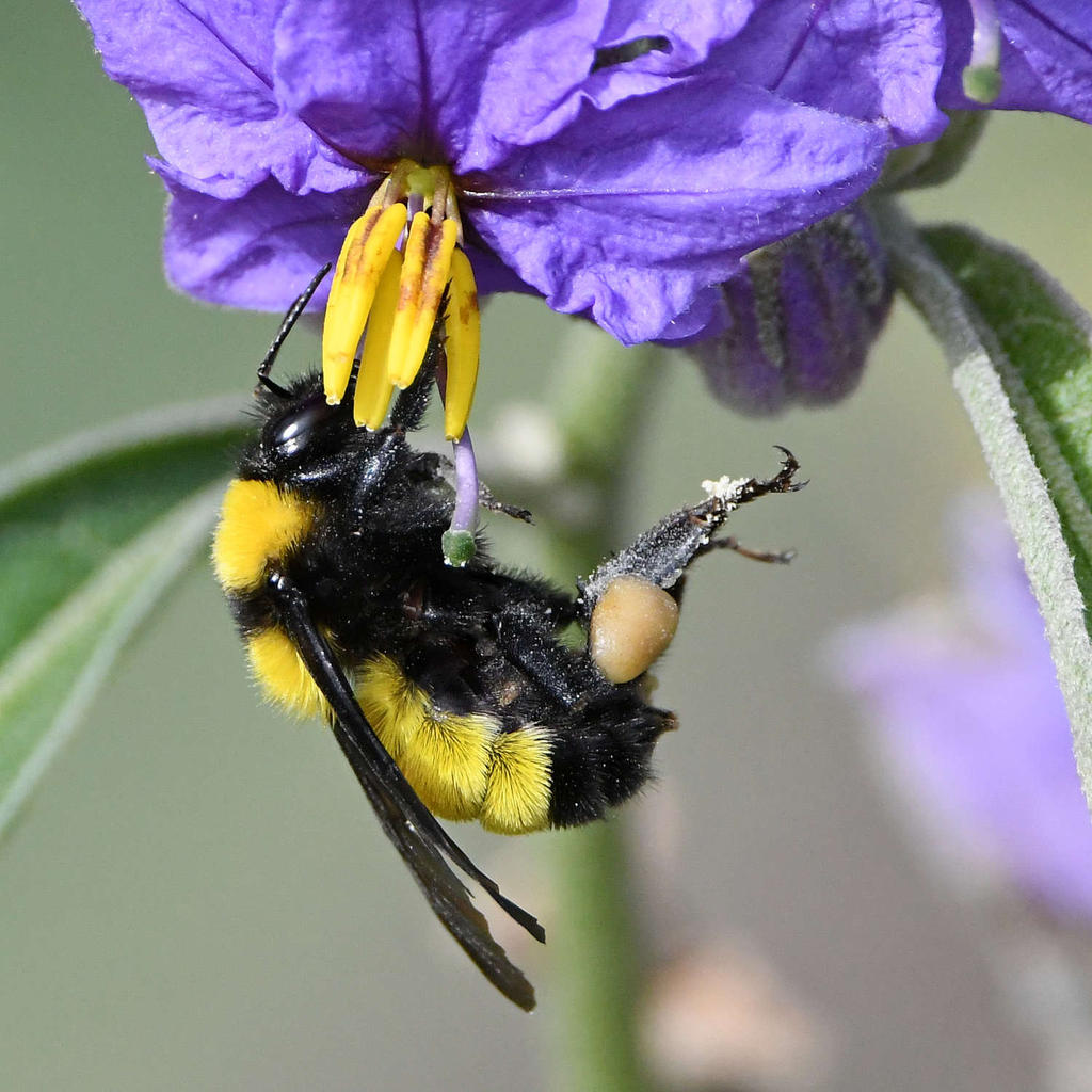 Bee4.jpg
