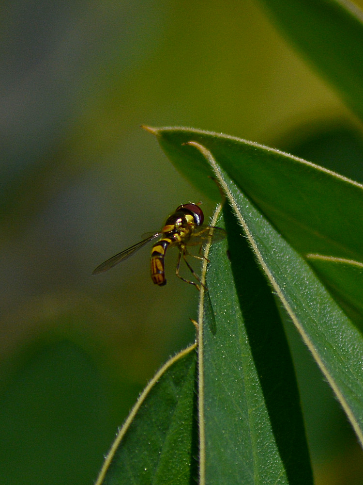 Bee4.jpg