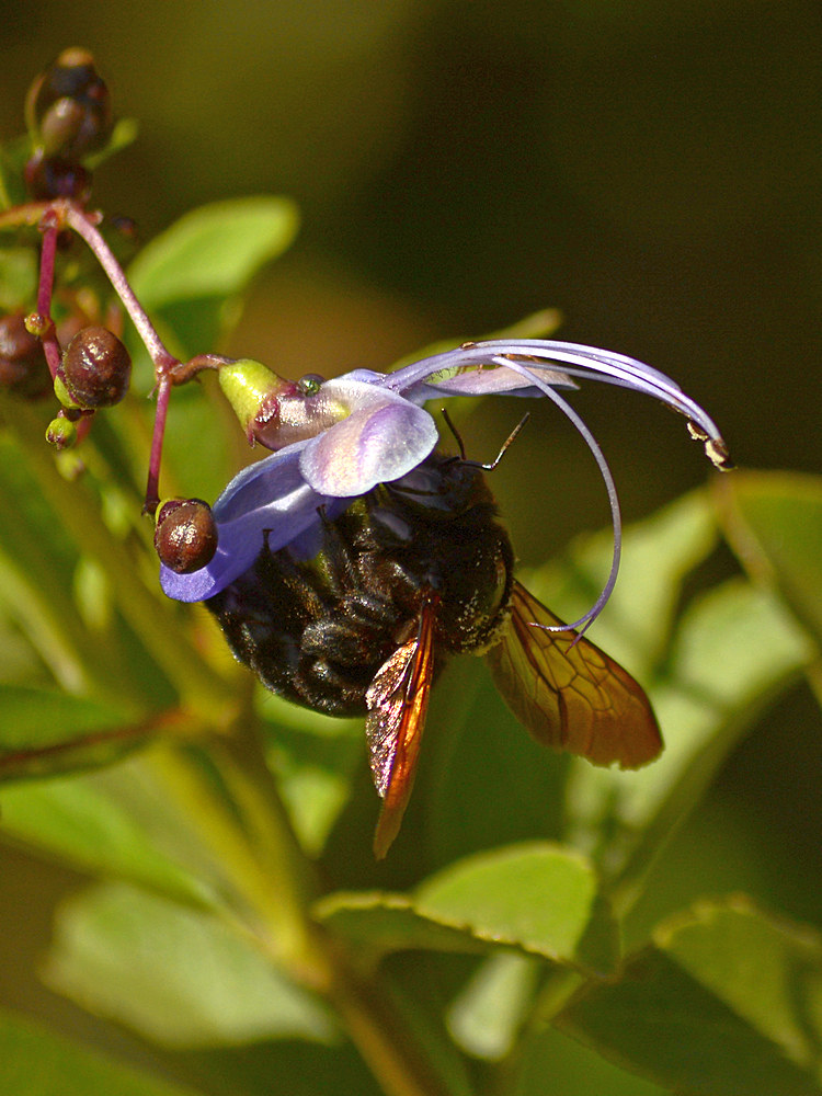 Bee4.jpg
