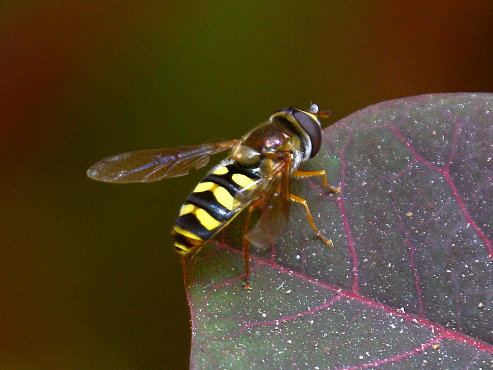 Bee4.jpg