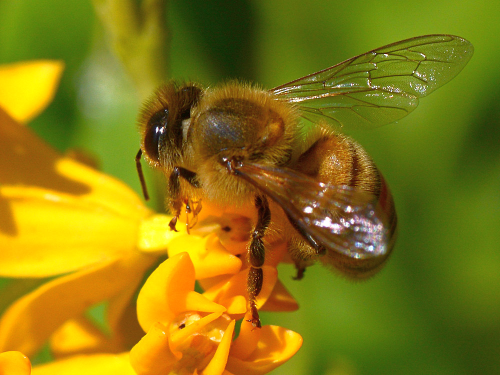 Bee4.jpg
