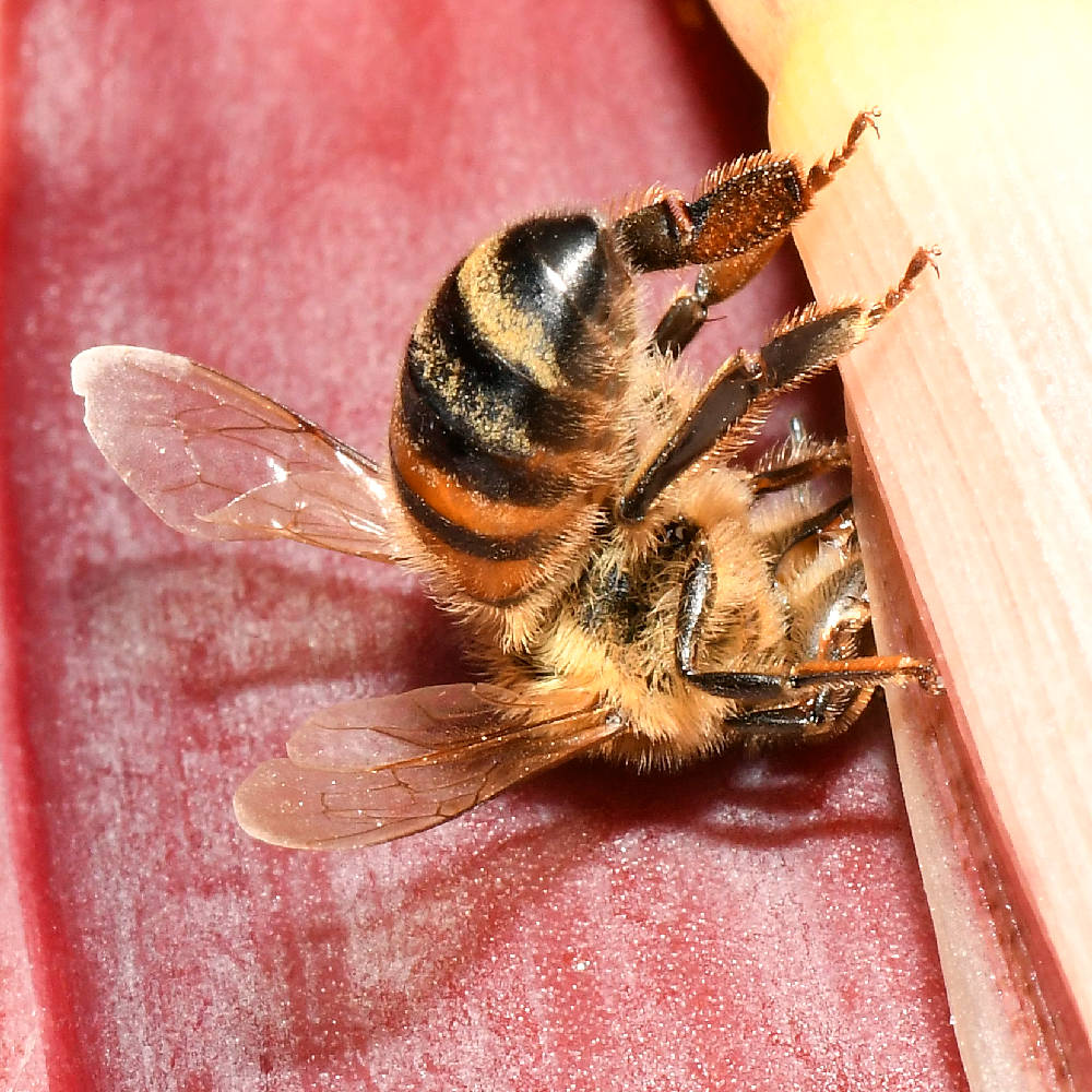 Bee4_2017_08_23.jpg