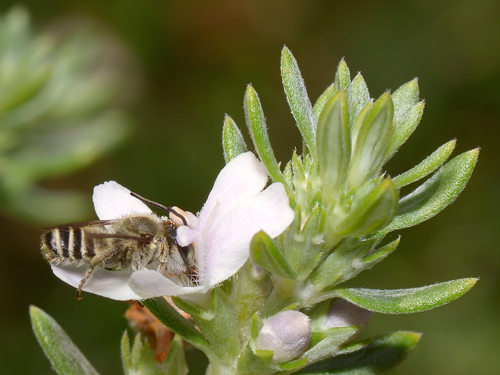 Bee5.jpg