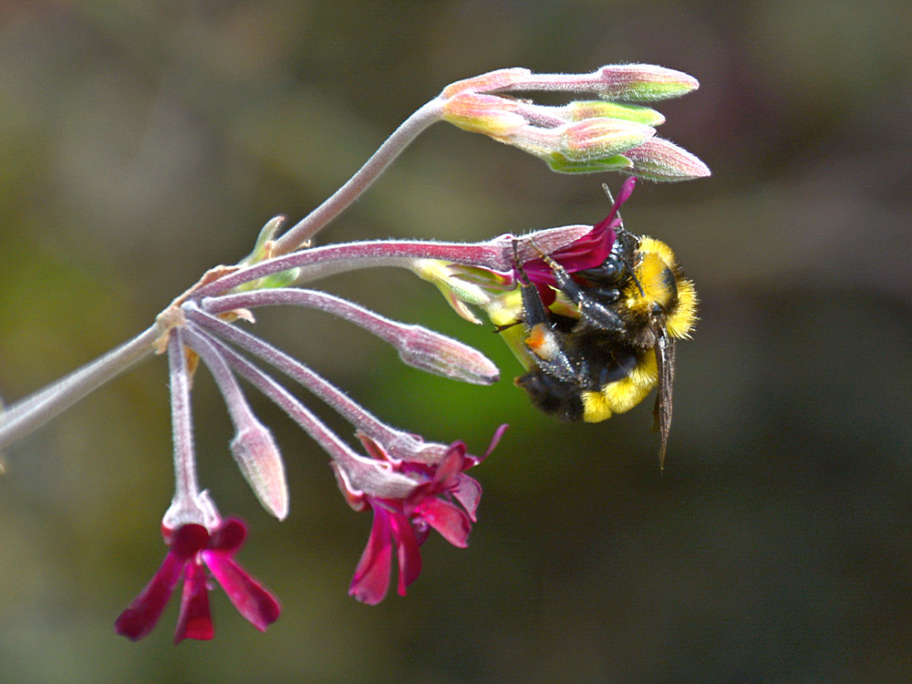 Bee5.jpg