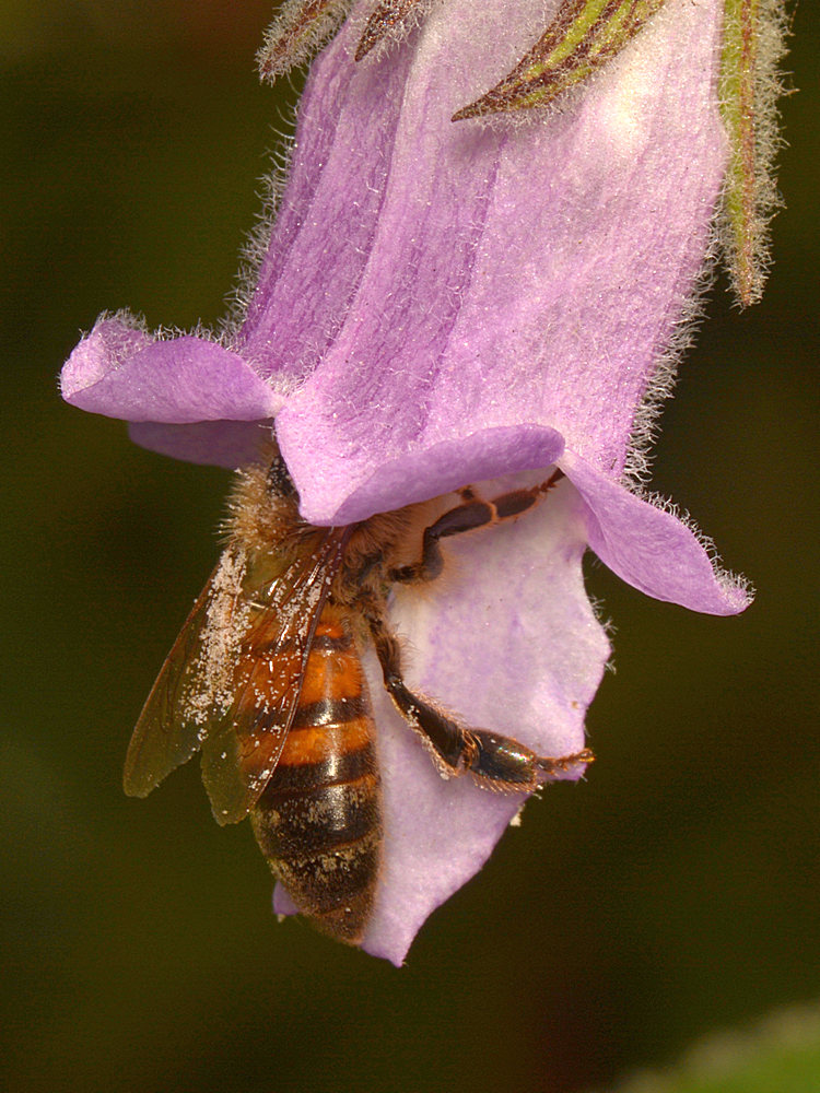 Bee5.jpg