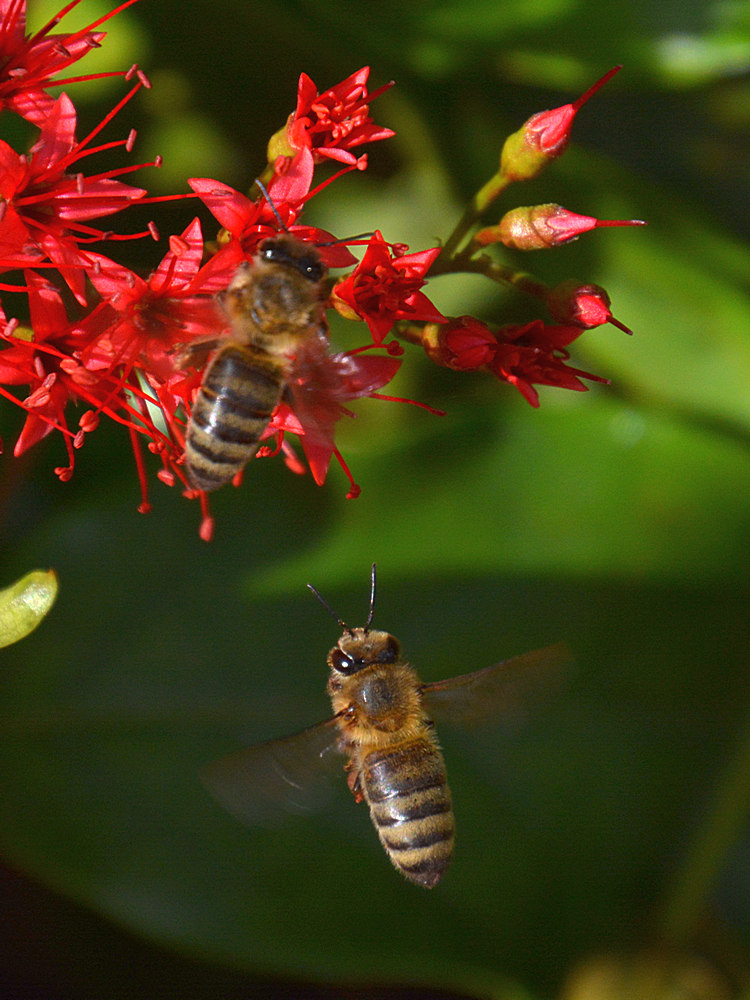 Bee5.jpg