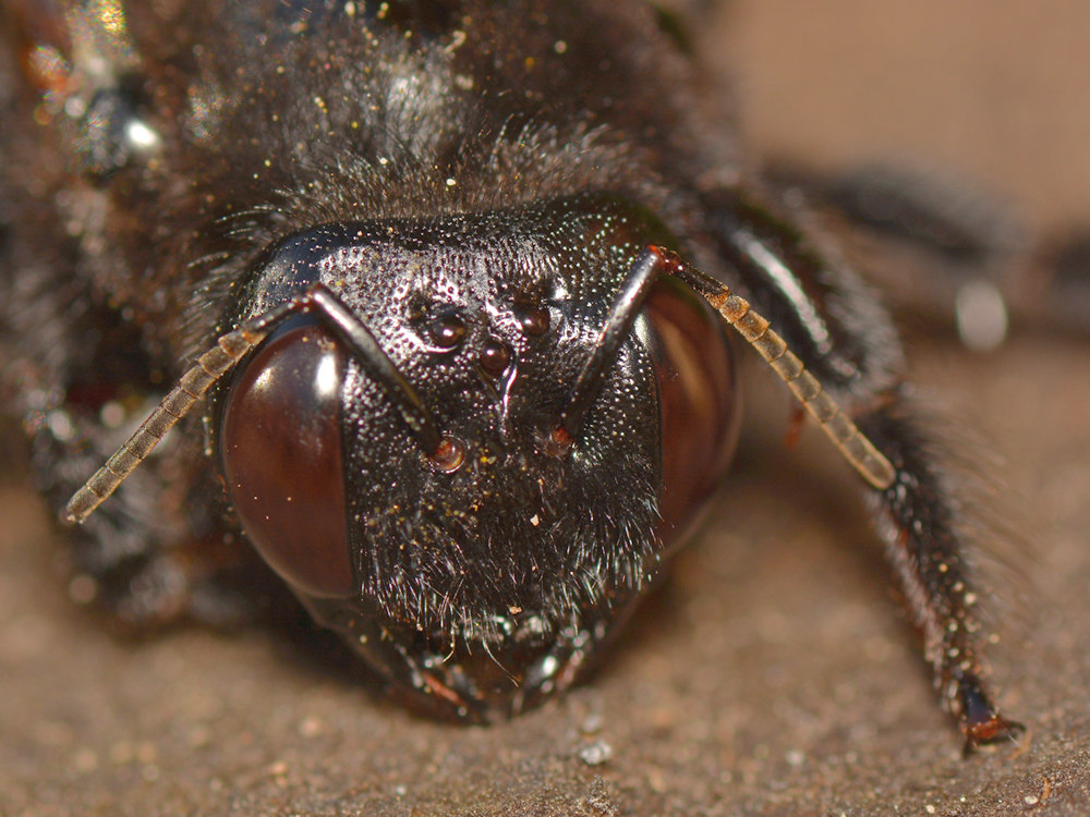 Bee5.jpg