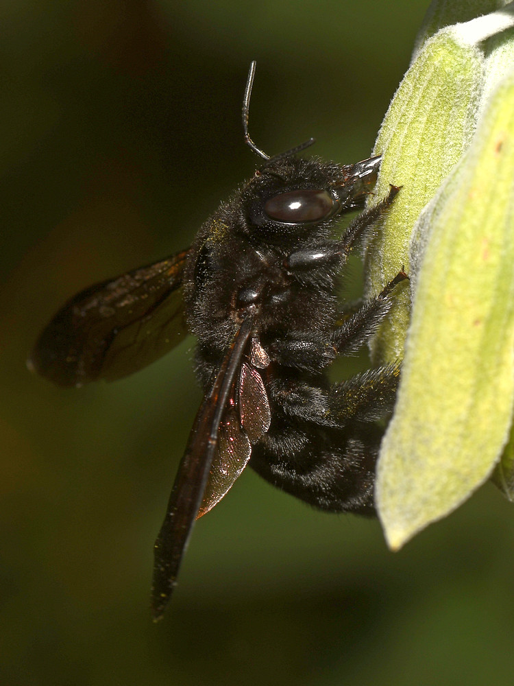 Bee5.jpg