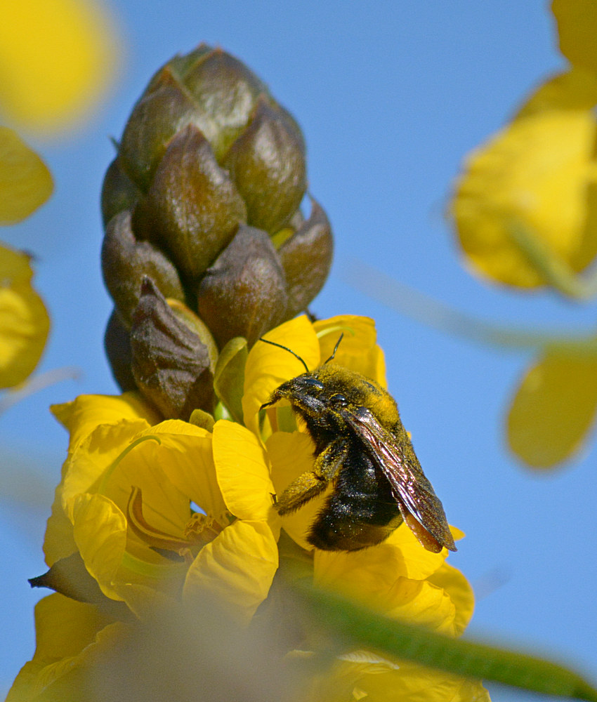Bee5.jpg