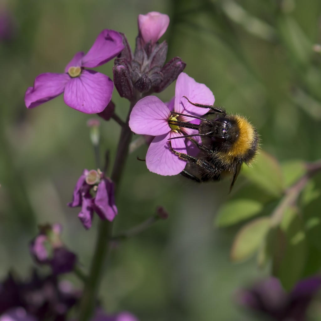 Bee53.jpg