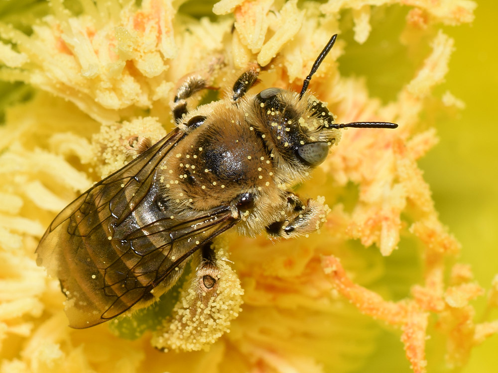 Bee6.jpg