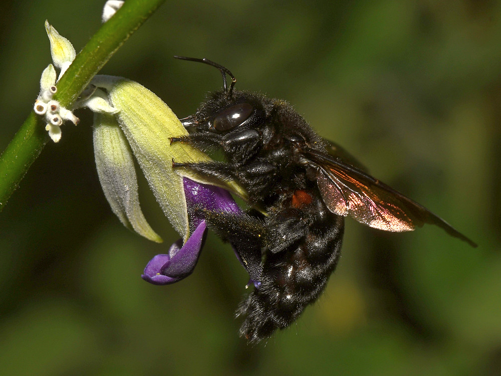 Bee6.jpg