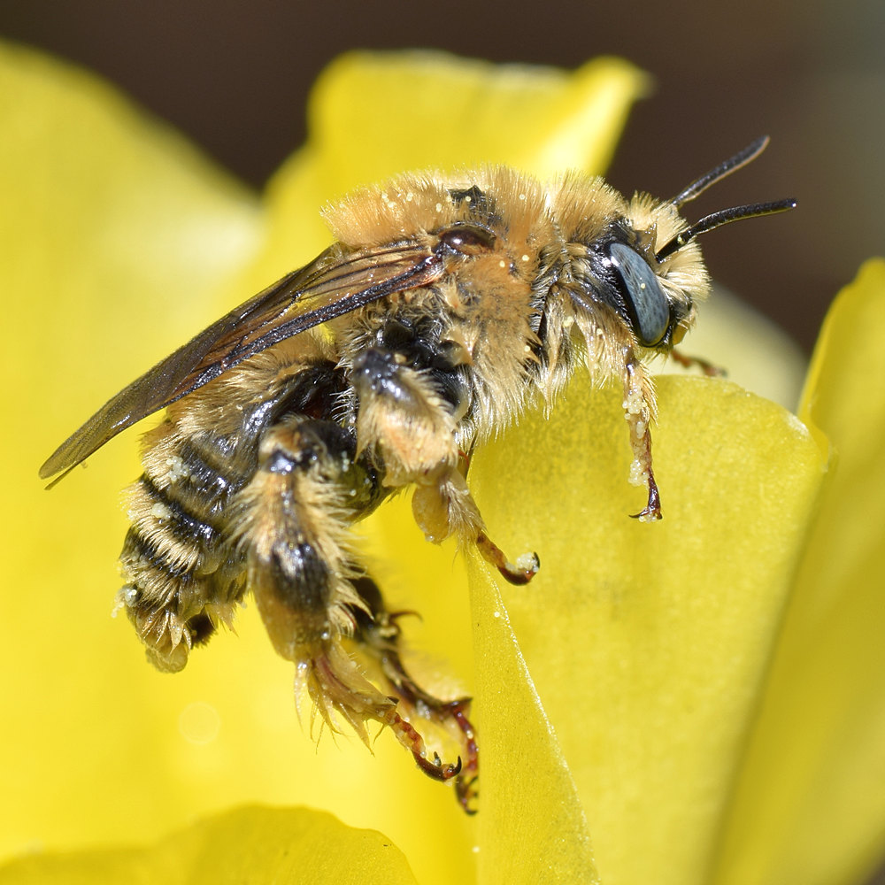 Bee7.jpg