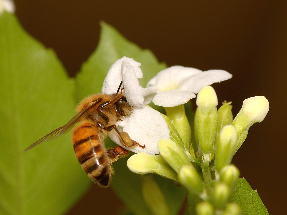 Bee8.jpg