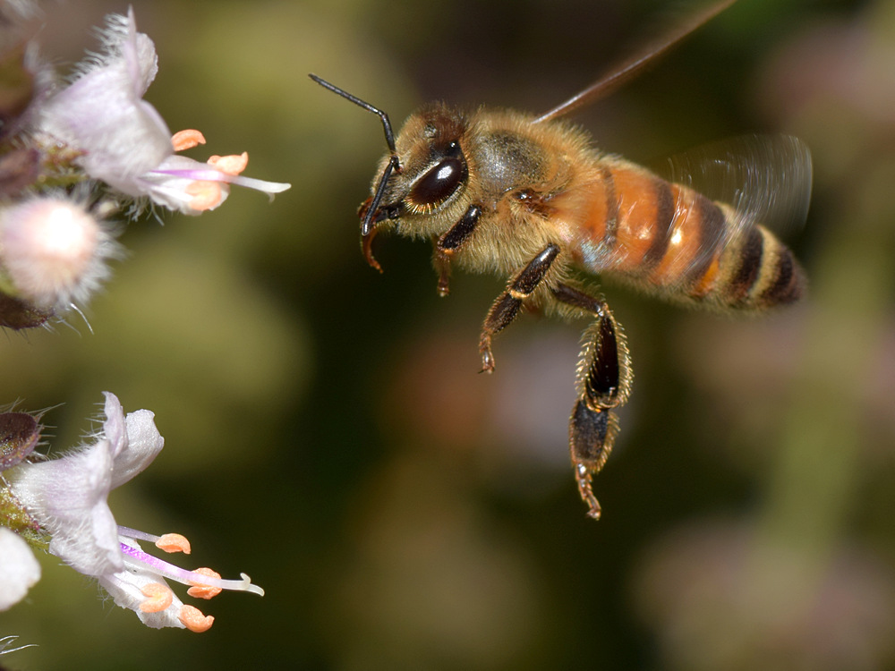 Bee8.jpg