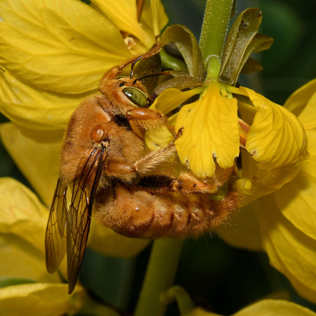 Bee8.jpg